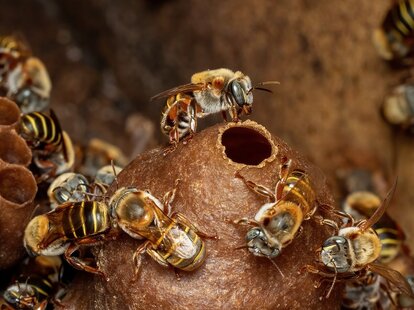 Mayan Melipona Bee