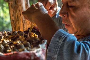 Chable Yucatan beekeeping