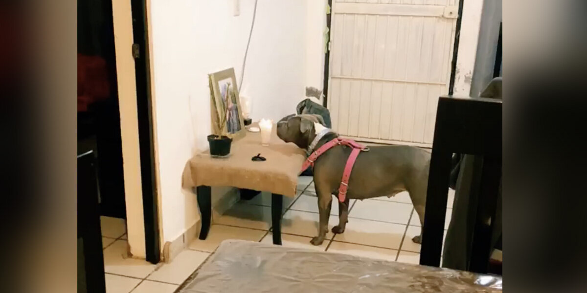Heartbroken Dog Won't Stop Staring At Photo Of The Best Friend She Lost