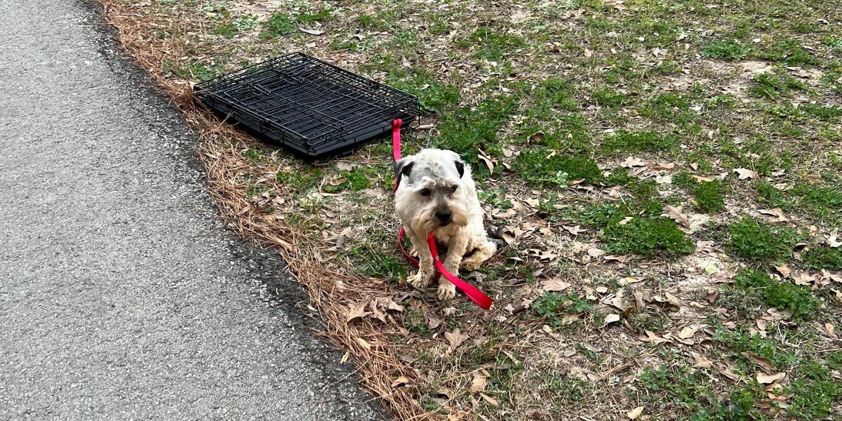 Woman Leaving Park Turns Around When She Passes Terrified Dog Tied To Crate