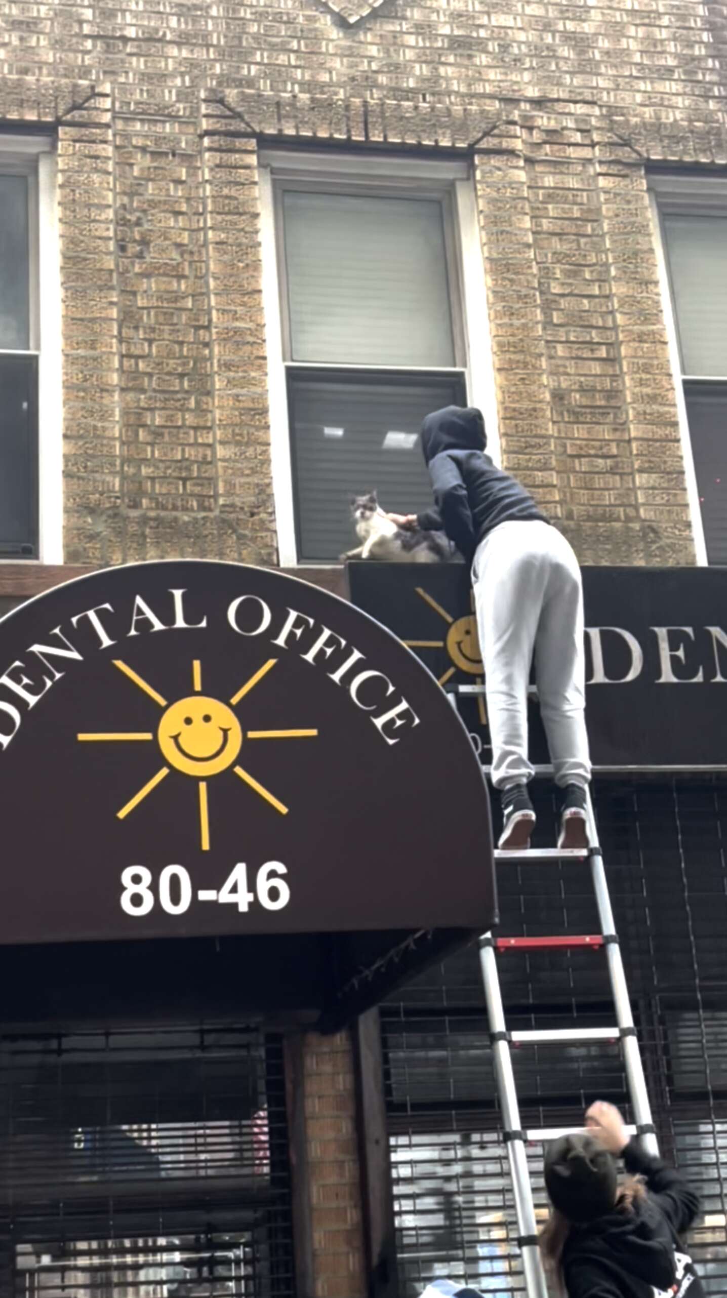 People Race To Help As 34 Cats Get Kicked Out Of Building - The Dodo