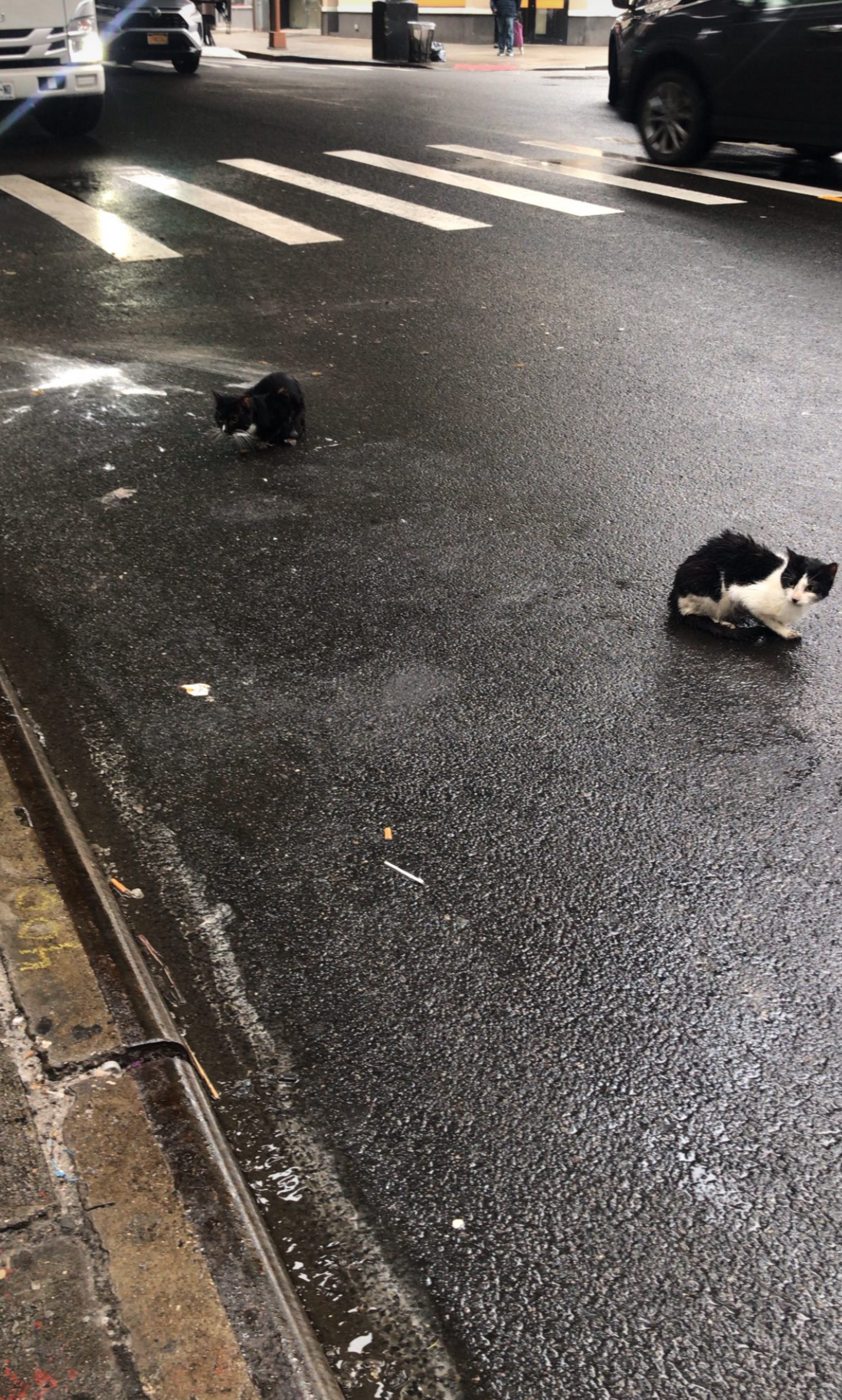 People Race To Help As 34 Cats Get Kicked Out Of Building - The Dodo