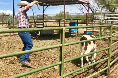 a man learn roping skills
