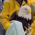 Hurt Eagle Needs A Whole Team Of Rescuers To Help Her Get Flying Again