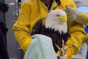 Hurt Eagle Needs A Whole Team Of Rescuers To Help Her Get Flying Again