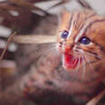 Mom’s Daring Baby Wild Cat Rescue Caught On Camera!