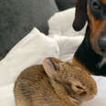 Hero Dog Rescues Tiny Bunny And Becomes His Brother!