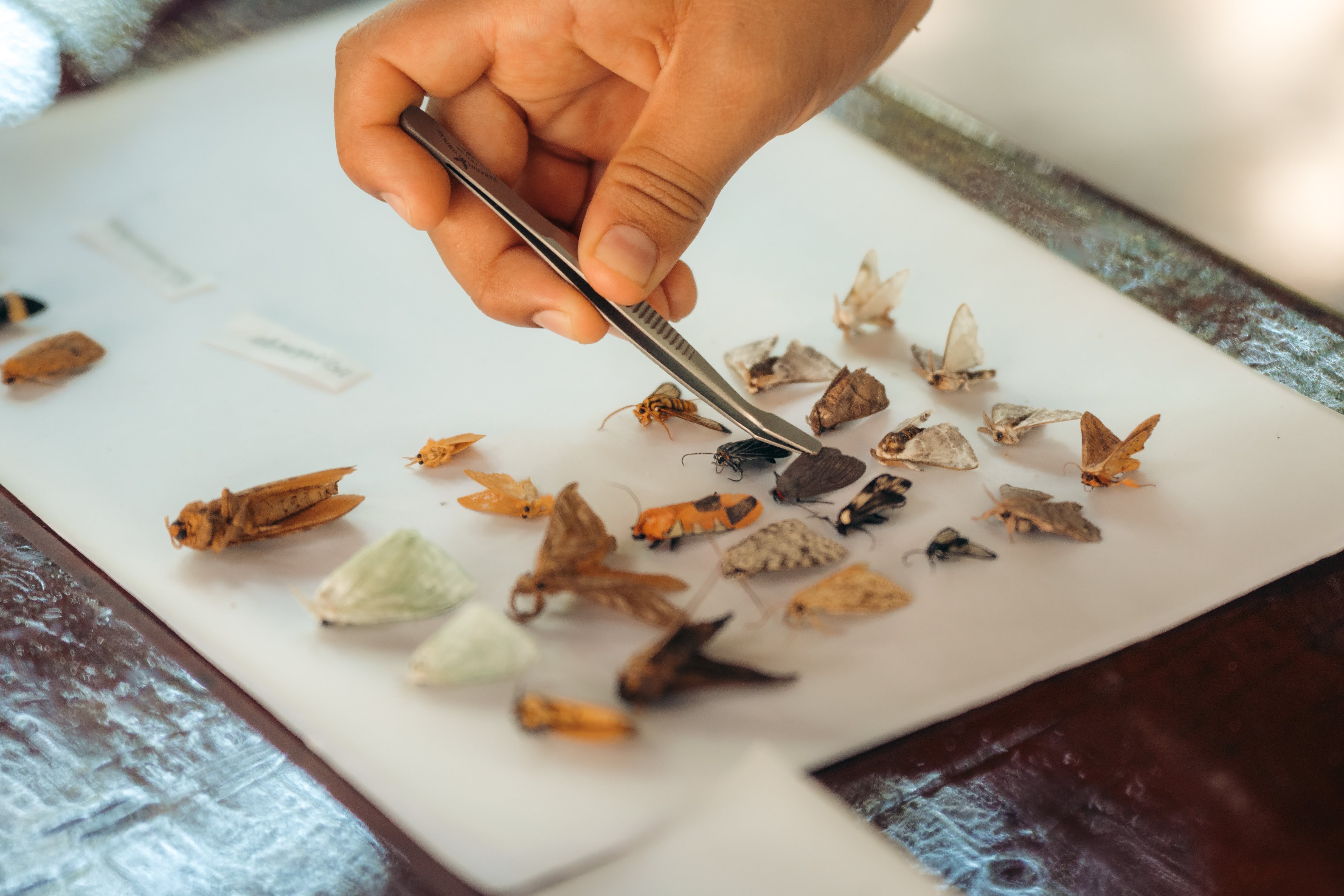 Discover a New Moth Species at This Lodge in the Peruvian Amazon
