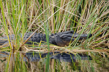 Everglades National Park alligator