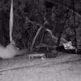 Camera Captures 2 Wild Visitors Having A Blast In Guy's Backyard