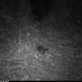 Scientists Check Hidden Camera And See Spiny Animal Thought To Be Extinct
