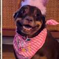 Grateful Pup Can't Stop Smiling At Her Surprise Birthday Party