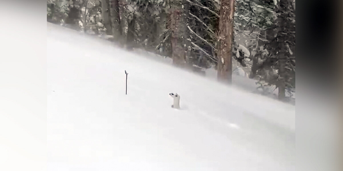 Tiny Face Popping Up Through Snow Causes Skiers To Stop In Their Tracks