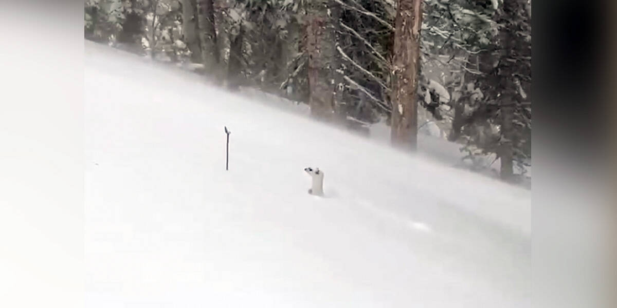 Tiny Face Popping Up Through Snow Causes Skiers To Stop In Their Tracks -  The Dodo