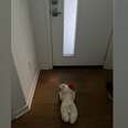 Dog Puts Favorite Toy By Door So It's The First Thing He Sees When He Returns