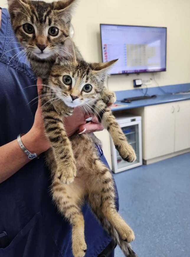 kitten sisters