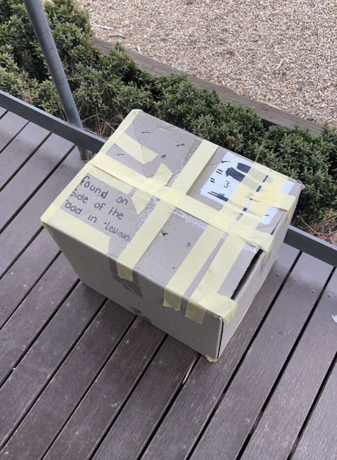 box of kittens