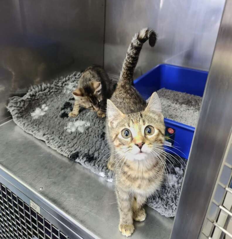 kitten sisters