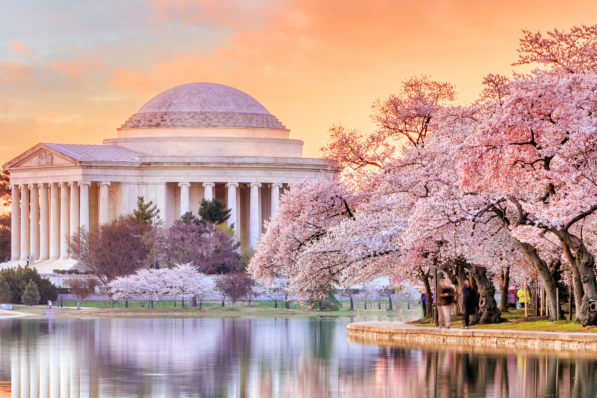 Here’s When DC’s Cherry Blossom Bloom Is at Its Peak This Year