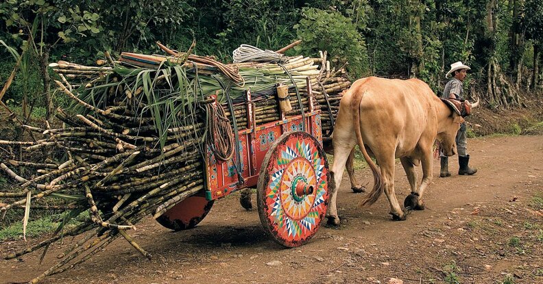 mule pulling a colorful wooden oxcart in costa rica