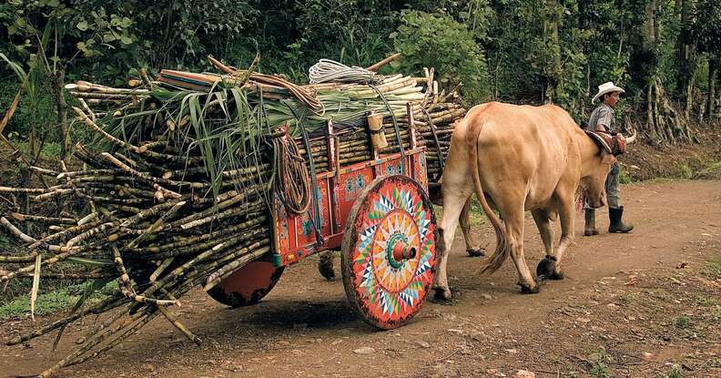 mule pulling a colorful wooden oxcart in costa rica