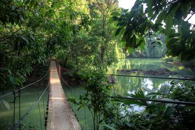bridge over swap in costa rican jungle