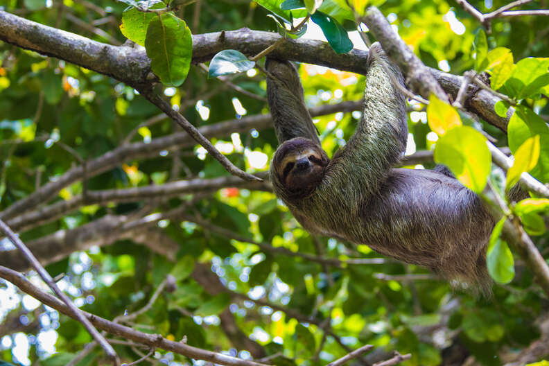 Sloth on tree branch in costa rica