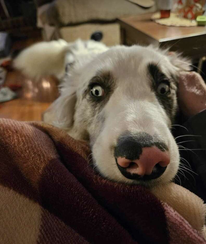 dog with long nose 