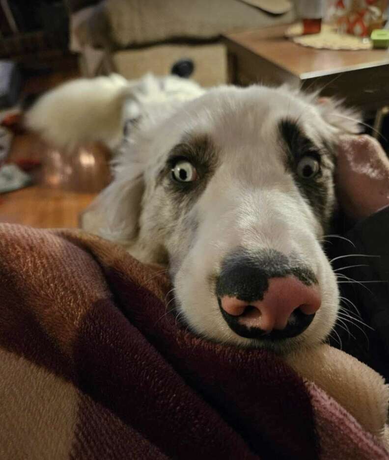 dog with long nose