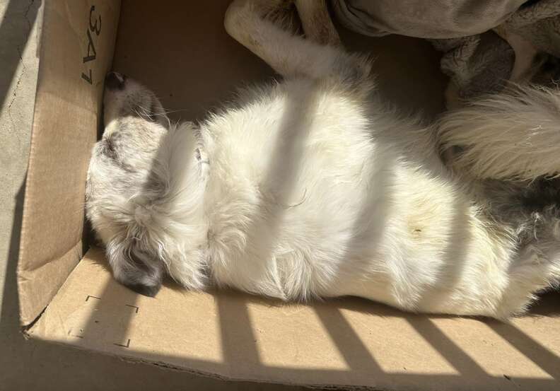 dog in cardboard box