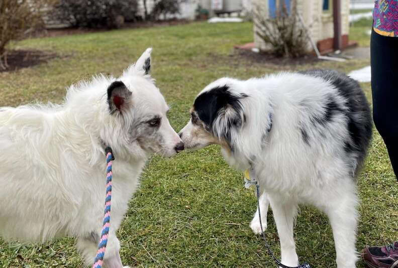 dogs meeting