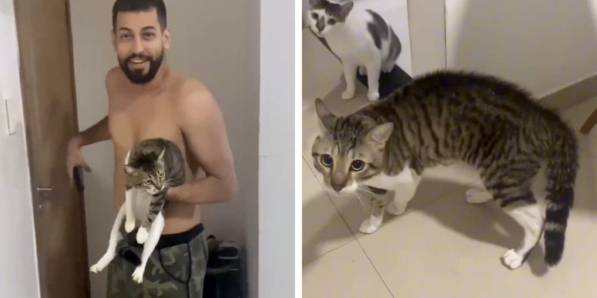 Man Brings His 'Lost' Cat Back Home — Only To Find He's Already There ...