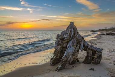 Old driftwood tree stump along coastline at Lake Mars area of Ocean Springs, Mississippi