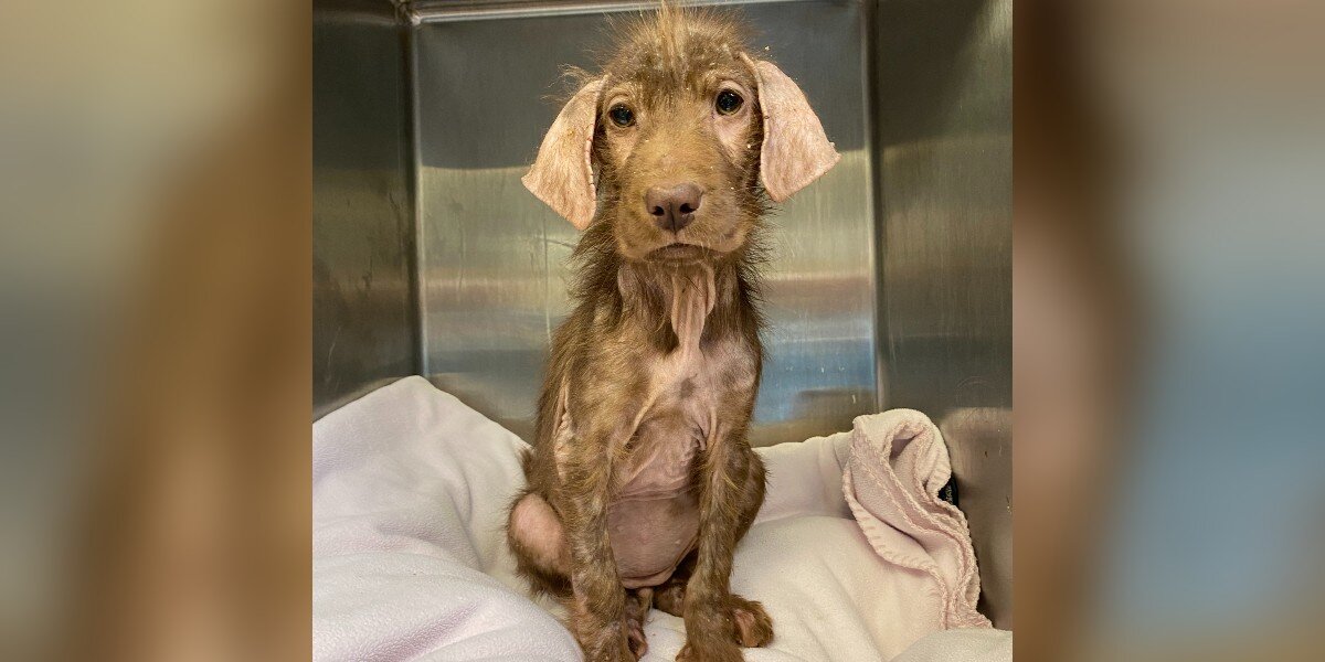 Skinny, Hairless Shelter Dog Shocks Her Adopter By Becoming Super Fluffy -  The Dodo