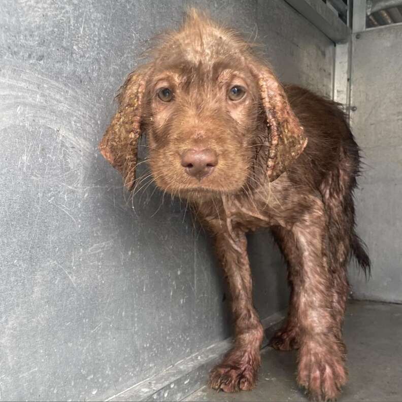 perro sin pelo