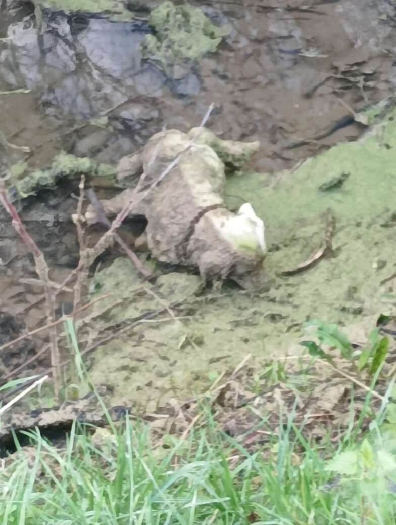 dog in ditch