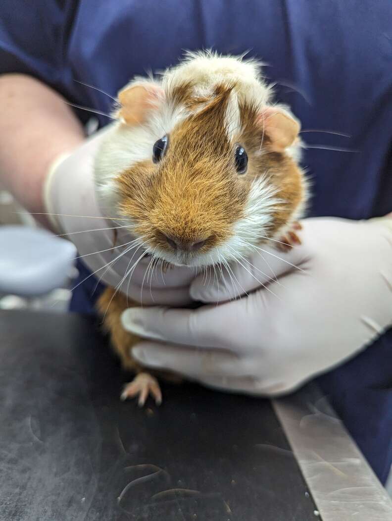 guinea pig