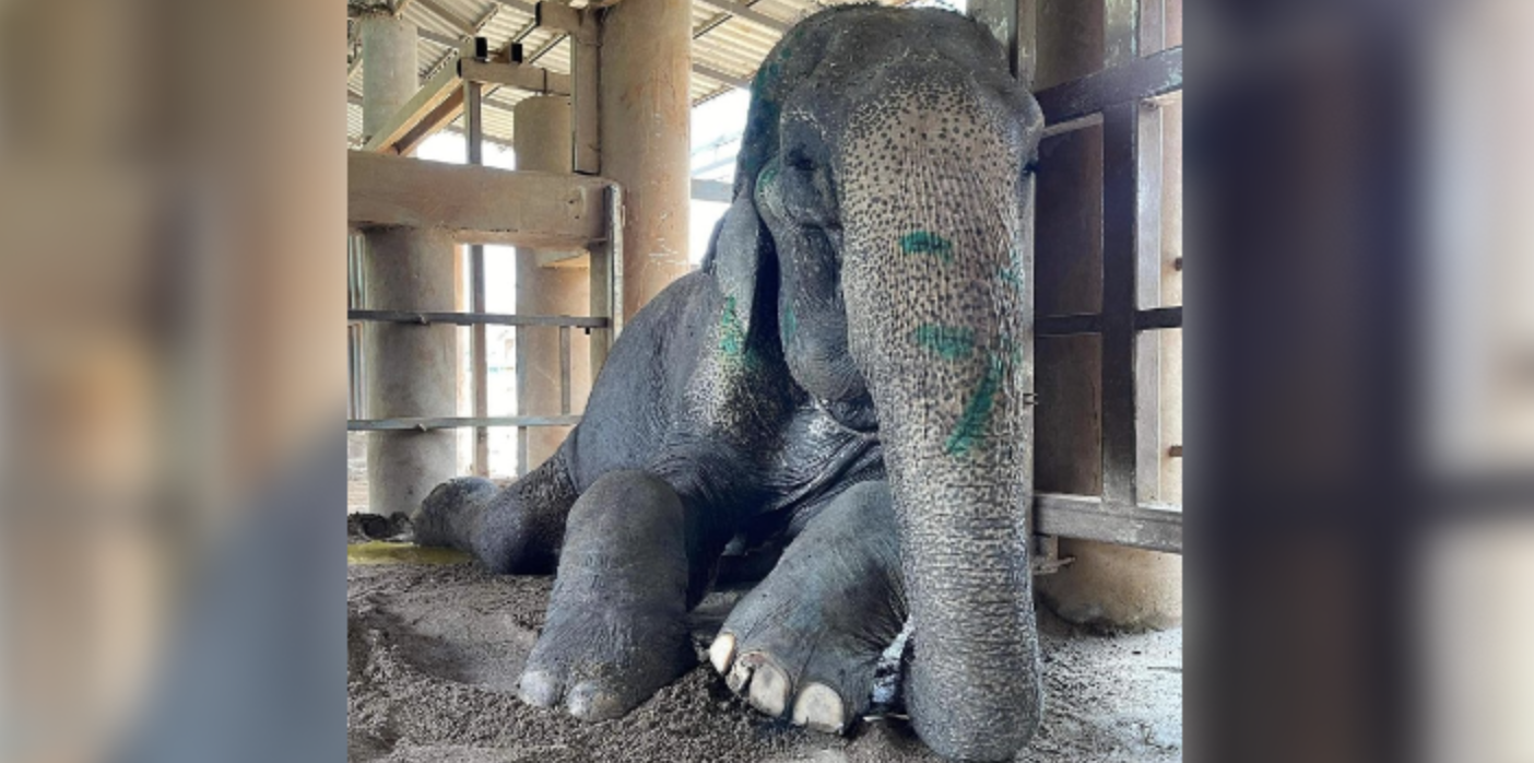 Rescued Elephant Can Finally Lay Down For The First Time In 80 Years