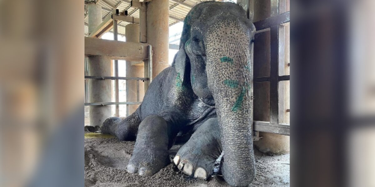 Rescued Elephant Can Finally Lay Down For The First Time In 80 Years