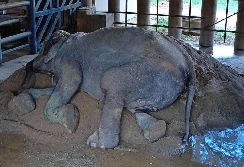rescued elephant grandma