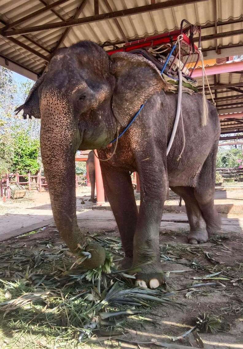 rescued elephant grandma