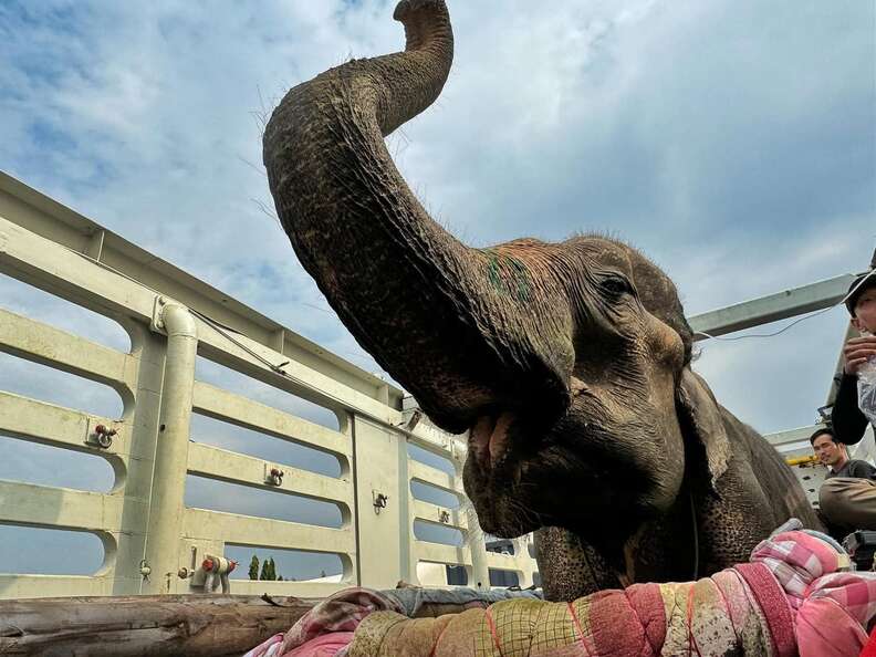 rescued elephant grandma