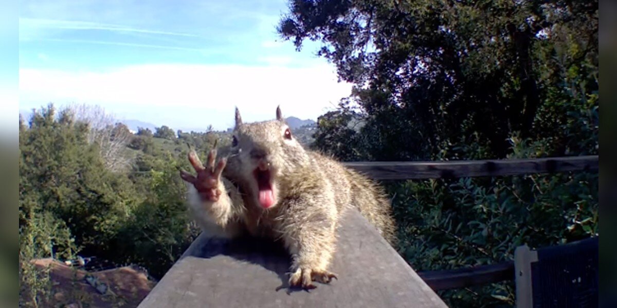 Outdoor Camera Catches Squirrel's Adorable First Stretches After ...