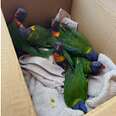 Hundreds Of Rainbow Birds Fell 'Paralyzed' — Then Rescuers Brought Them Back To Life