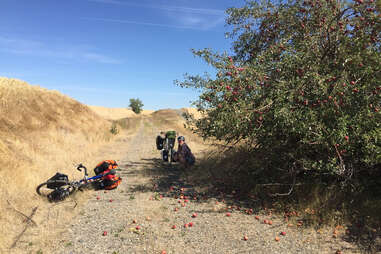 woman with bike, on trail, in washington, apple picking