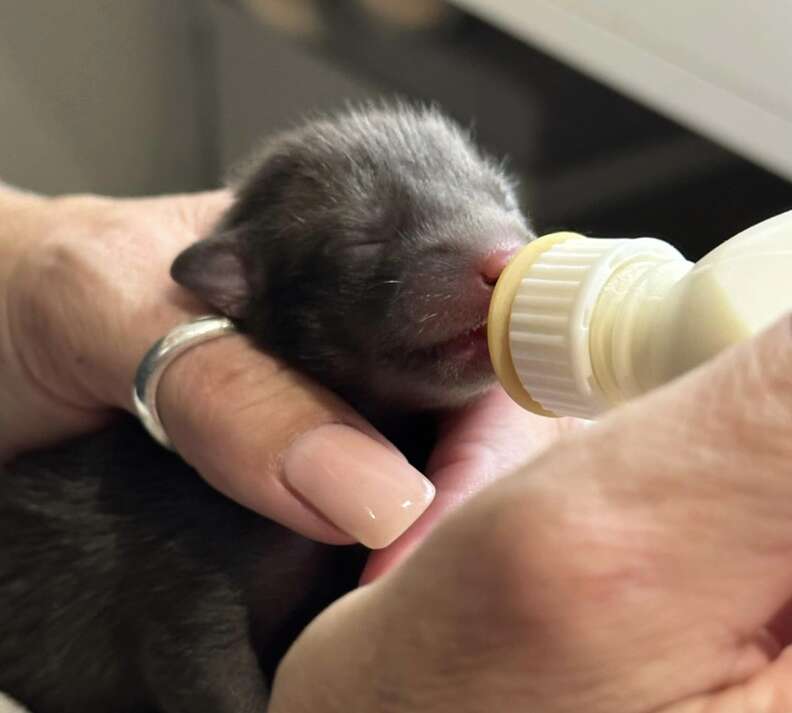 fox kit drinking 