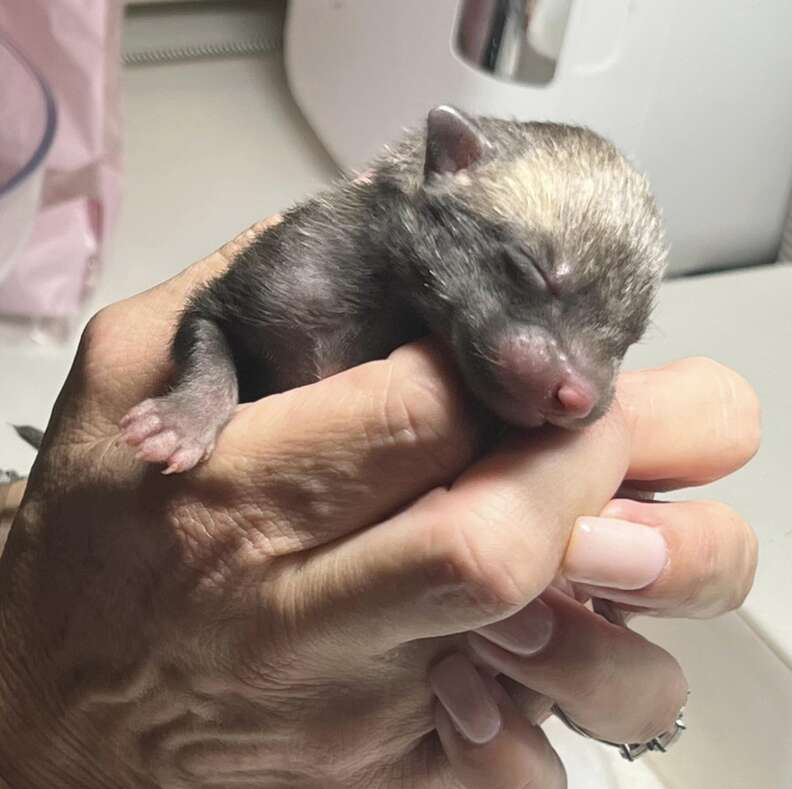 fox kit being held