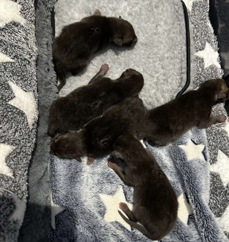 fox kits on blanket 