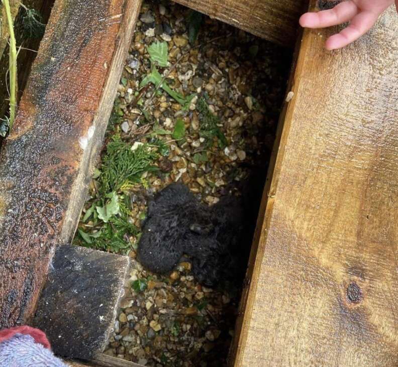 babies under deck 