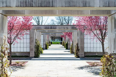 Cherry Blossom DC and Wash DC Cherry Blossoms